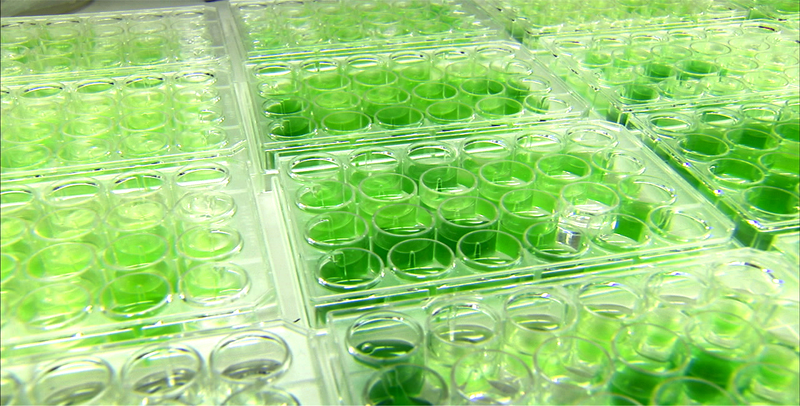 Illustration for article titled The Future Will Run on Algae